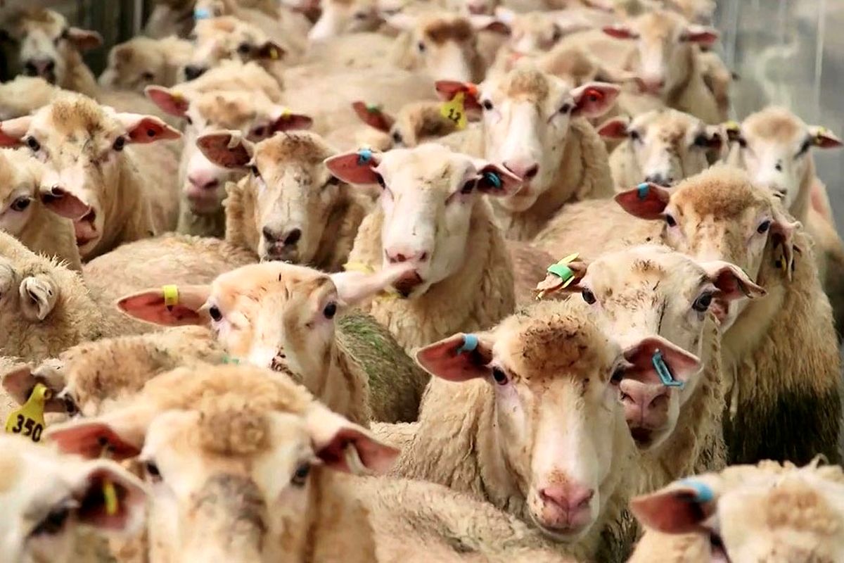 قیمت گوسفند وارداتی رسما اعلام شد + جزئیات