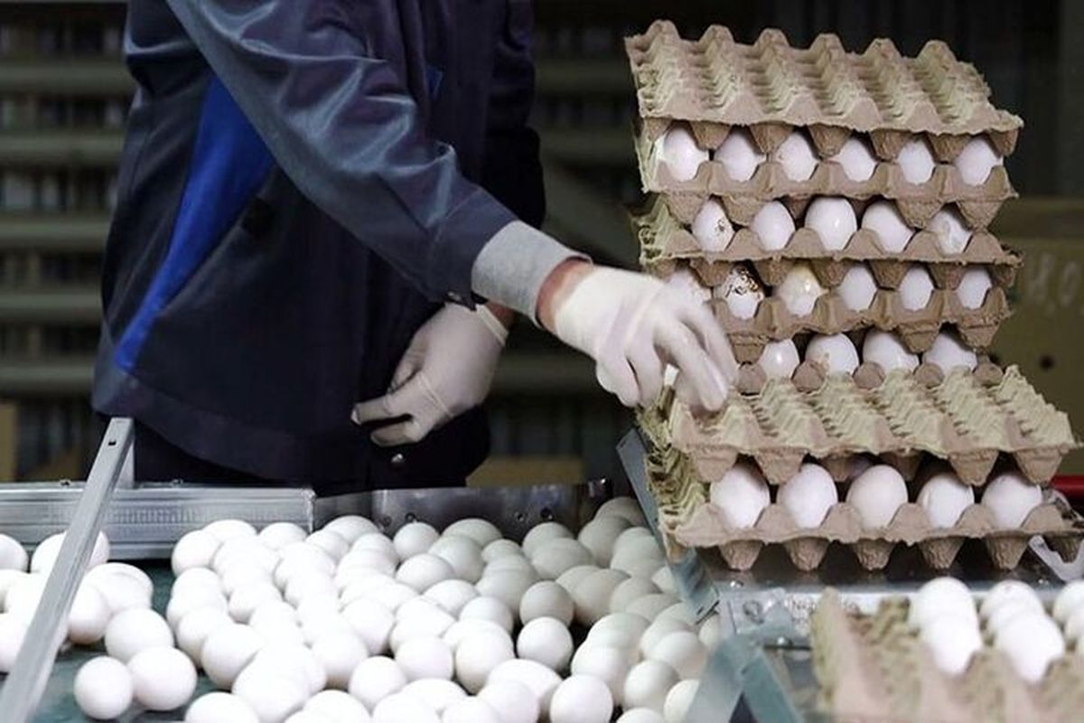 قیمت جدید تخم مر غ در بازار / فروش تخم مرغ بالاتر از این قیمت گرانفروشی است 