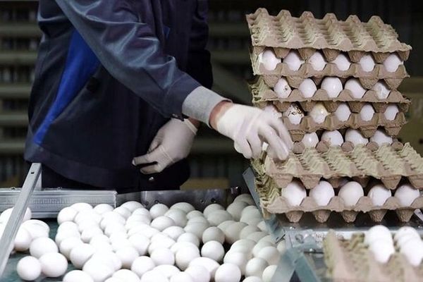 قیمت جدید تخم مرغ در بازار / فروش تخم مرغ بالاتر از این قیمت گرانفروشی است 