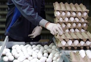 کارنامه ایران در صادرات تخم مرغ در دولت سیزدهم