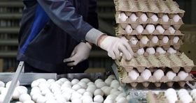 رشد چشمگیر صادرات تخم مرغ / ارزان فروشی تخم مرغ ادامه دارد 