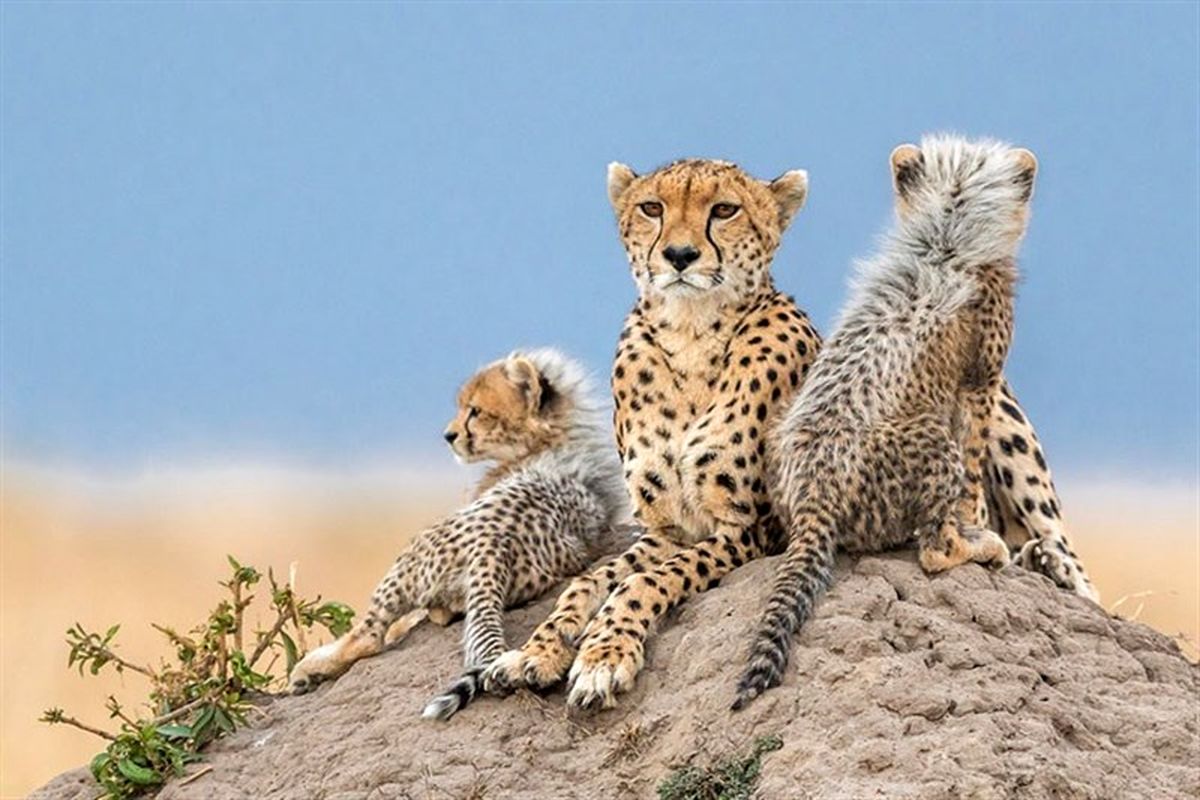 اتفاقی جدید برای جلوگیری از انقراض یوزپلنگ ایرانی