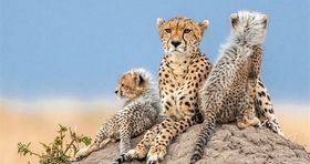 اتفاقی جدید برای جلوگیری از انقراض یوزپلنگ ایرانی