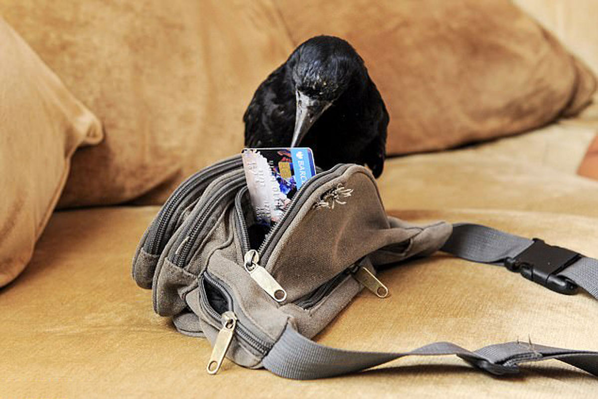 این پرنده آموزش دیده تا پولهایتان را سرقت کند+ فیلم
