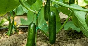 قیمت خیار در بازار عجیب شد (۷ مرداد)