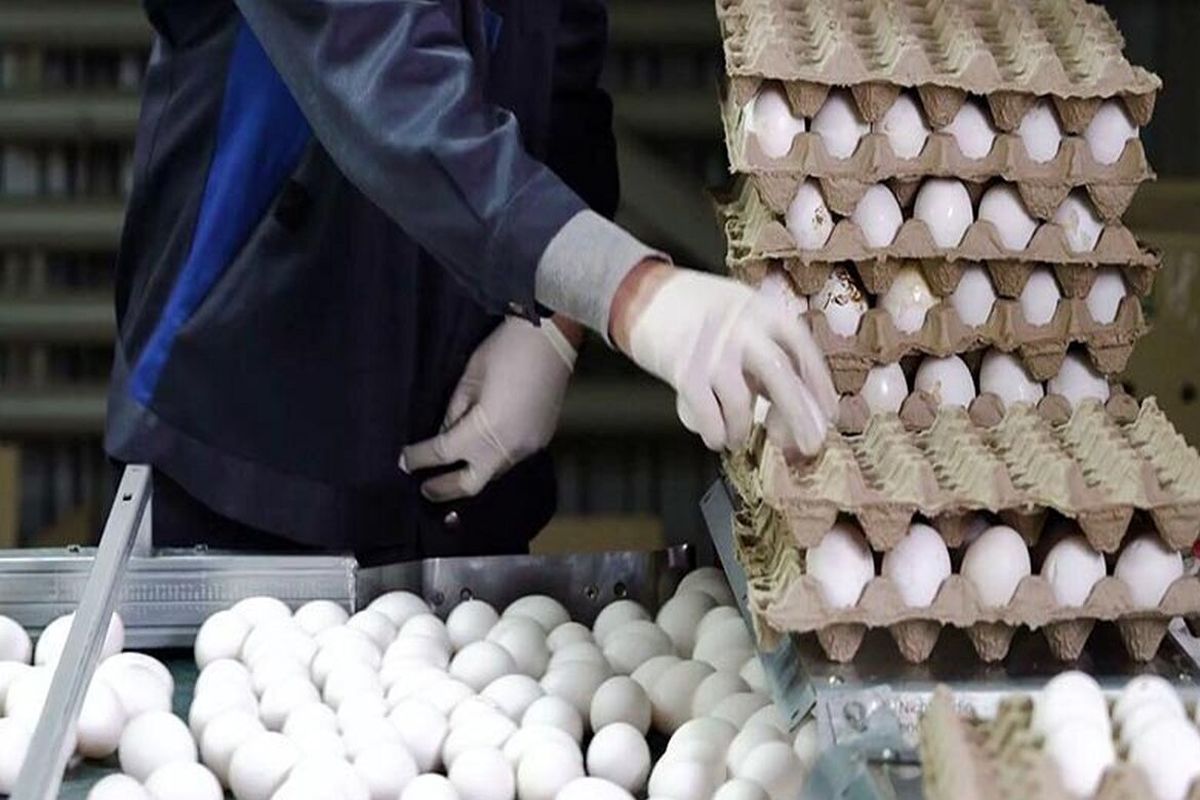 تولید تخم مرغ صعودی می شود؟