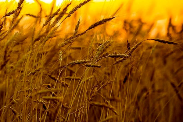 خبر جدید درباره واریز مطالبات گندمکاران و کشاورزان اعلام شد