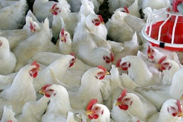 افزایش جوجه ریزی با نزدیک شدن به پایان سال / کمبودی در بازار مرغ نداریم