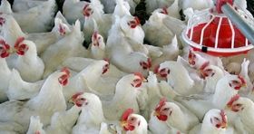 افزایش جوجه ریزی با نزدیک شدن به پایان سال / کمبودی در بازار مرغ نداریم
