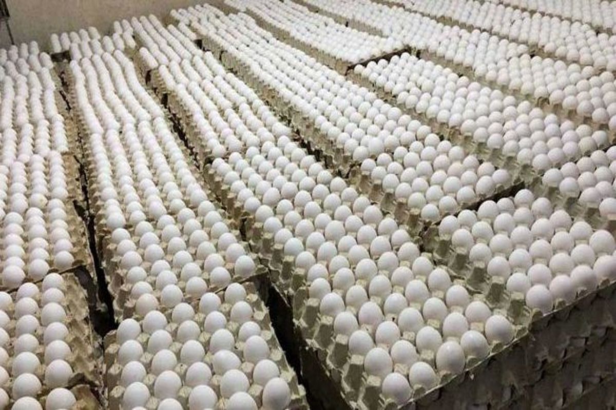 تخم مرغ همچنان ارزان فروخته می شود / مرغداران از میزان زیان خود به ستوه آمده اند 