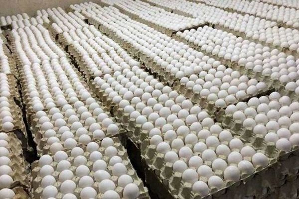 لطفا دولت تخم مرغ را گران کند!