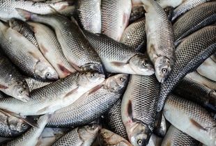 رشد چشمگیر صادرات آبزیان در ایران / خرچنگ و سگ ماهی پولساز شدند