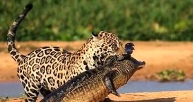 جگوار شجاع تمساح بزرگ را شکار کرد + عکس