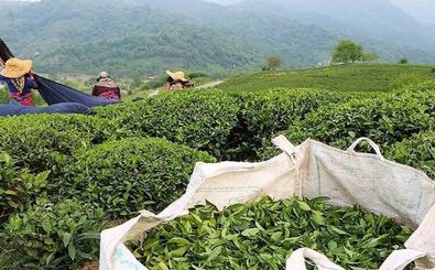 چایکاران در آستانه بحران / تخلفات چای دبش دامن چایکاران را گرفت
