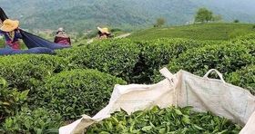 چایکاران در آستانه بحران / تخلفات چای دبش دامن چایکاران را گرفت