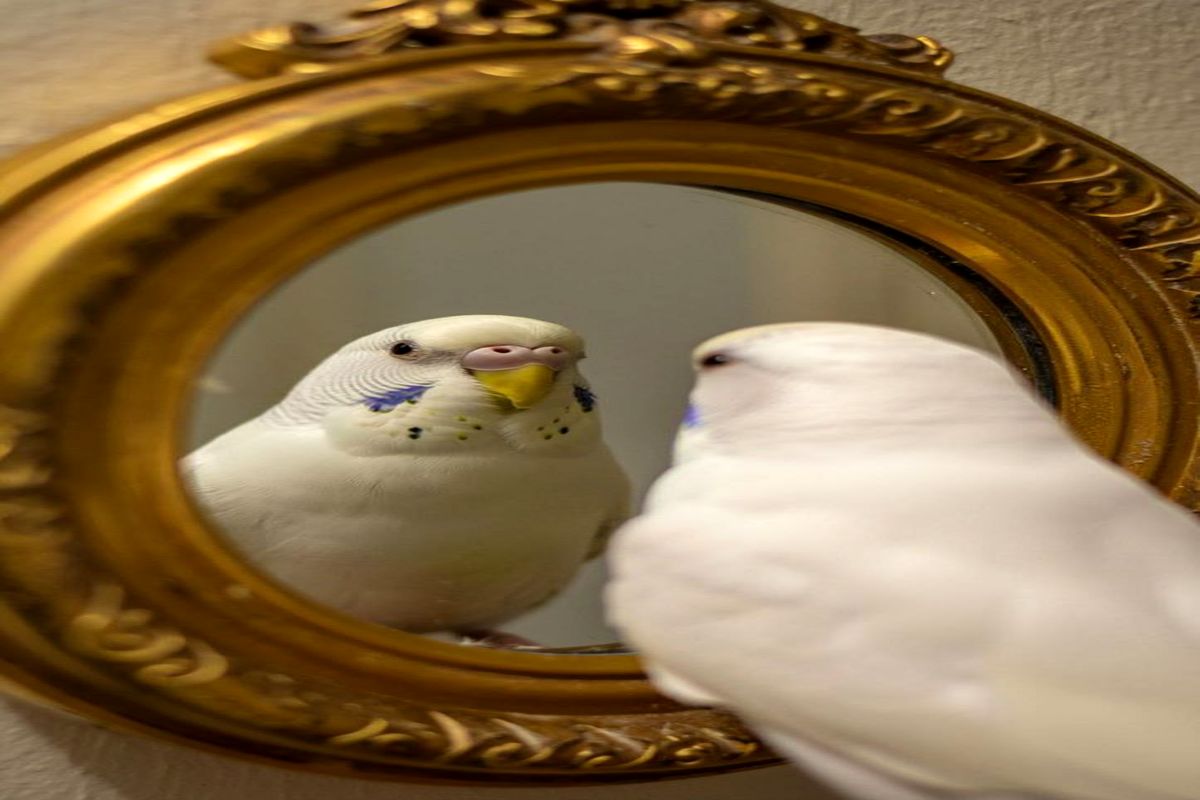 پولشویی جنجالی در بازار پرنده زینتی/ یک جفت قناری با ۴.۵ کیلوگرم طلا معاوضه شد