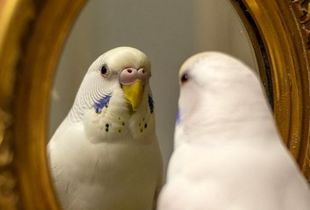 پولشویی جنجالی در بازار پرنده زینتی/ یک جفت قناری با ۴.۵ کیلوگرم طلا معاوضه شد