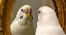 پولشویی جنجالی در بازار پرنده زینتی/ یک جفت قناری با ۴.۵ کیلوگرم طلا معاوضه شد