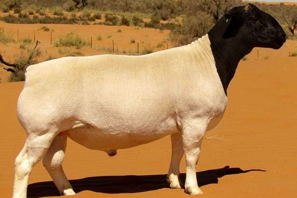 گوسفندهای آفریقایی در راه ایران 