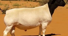 گوسفندهای آفریقایی در راه ایران 