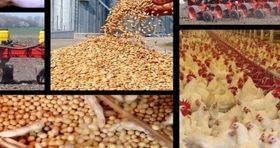 قیمت جدید نهاده دامی و کشاورزی / قیمت کنجاله سویا و سبوس برنج چقدر شد؟ 