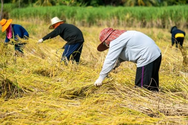 قیمت رسمی برنج شمال اعلام شد (۳۰ شهریور)