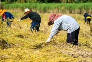 شالیکاران ۱۹ استان رسما از کشت برنج محروم شدند