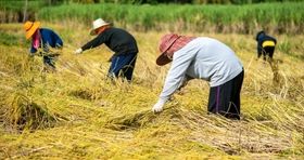 قیمت رسمی برنج شمال اعلام شد (۳۰ شهریور)