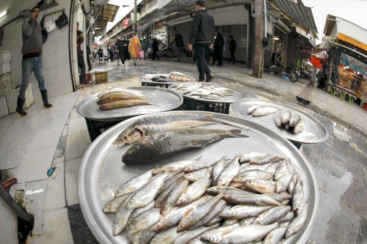ماهی در بازار امروز چند قیمت خورد؟ 