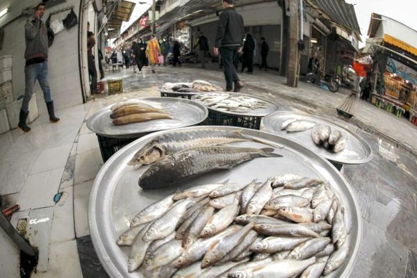 آخرین قیمت ماهی در بازار (۲۸ تیر) 