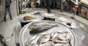 صادرات ماهی ایران افزایش یافت / کدام ماهی ایران مشتری خارجی دارد؟ 