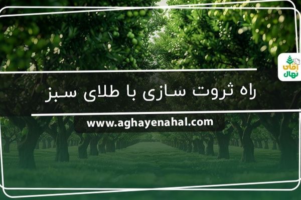 خرید نهال | راه ثروت سازی با طلای سبز

