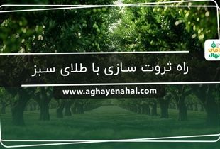 خرید نهال | راه ثروت سازی با طلای سبز

