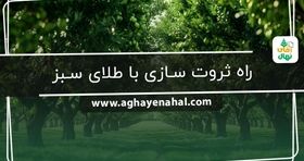 خرید نهال | راه ثروت سازی با طلای سبز

