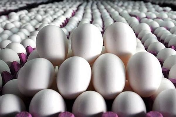 تخم مرغ با قیمت مناسب روانه بازار شد (۲۴ فروردین)