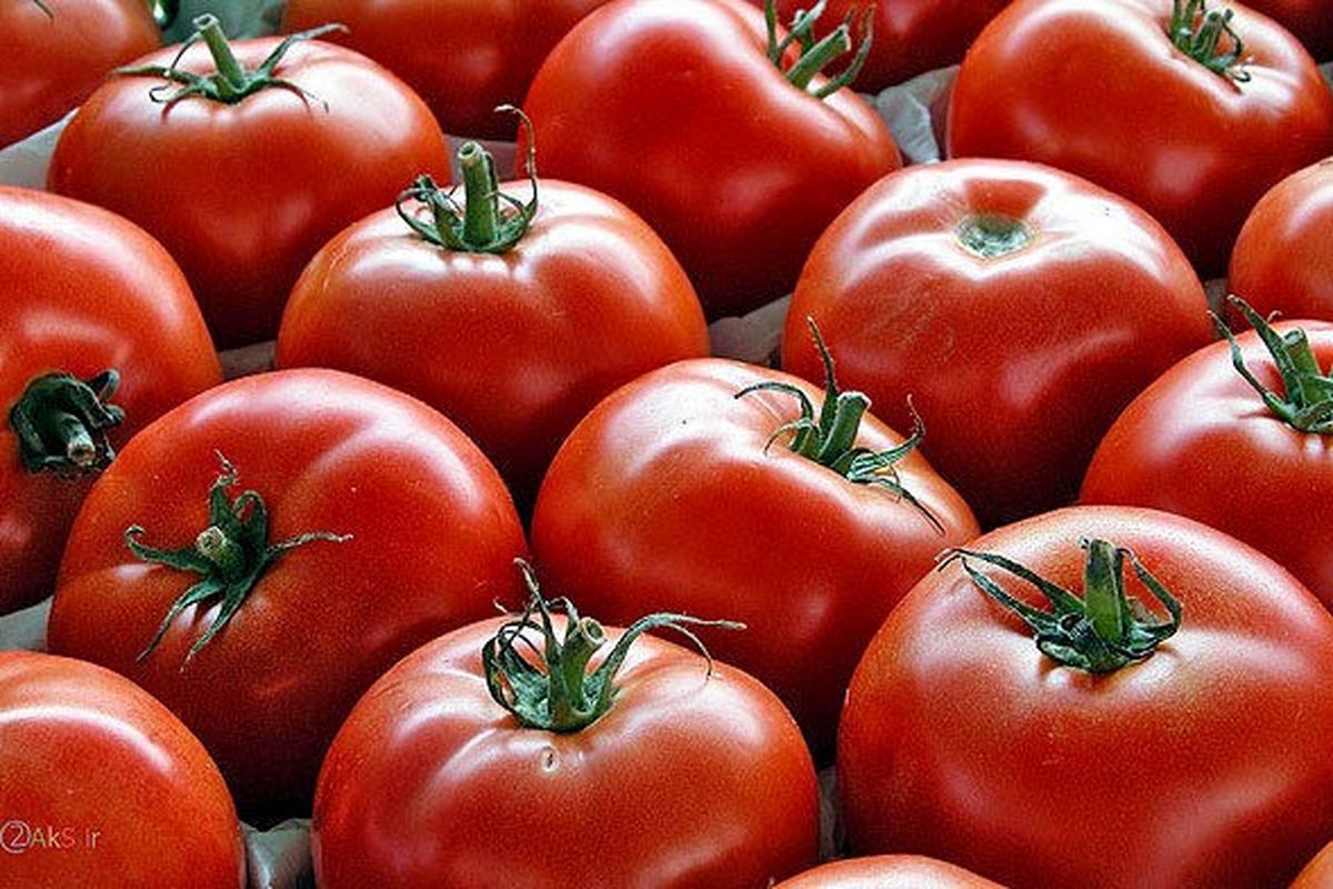 صادرات گوجه فرنگی ممنوع می شود / ریزش بیشتر قیمت گوجه در راه است؟ 