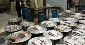 قیمت انواع ماهی در بازار امروز (۸ مرداد) 