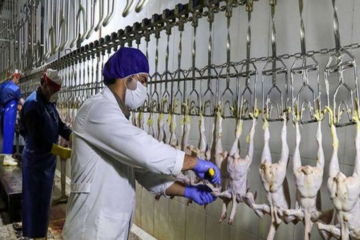 افزایش عرضه گوشت در شهریور / مرغ بیشتر طرفدار دارد