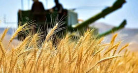 خوش به حال تمام کشاورزان و گندمکاران شد