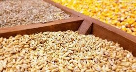 قیمت روز نهاده دامی و کشاورزی در بازار / سبوس برنج کیلویی چند شد؟ 