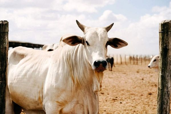 این گاو از پنج خانه ۱۰۰ متری در ولنجک گران تر است + عکس