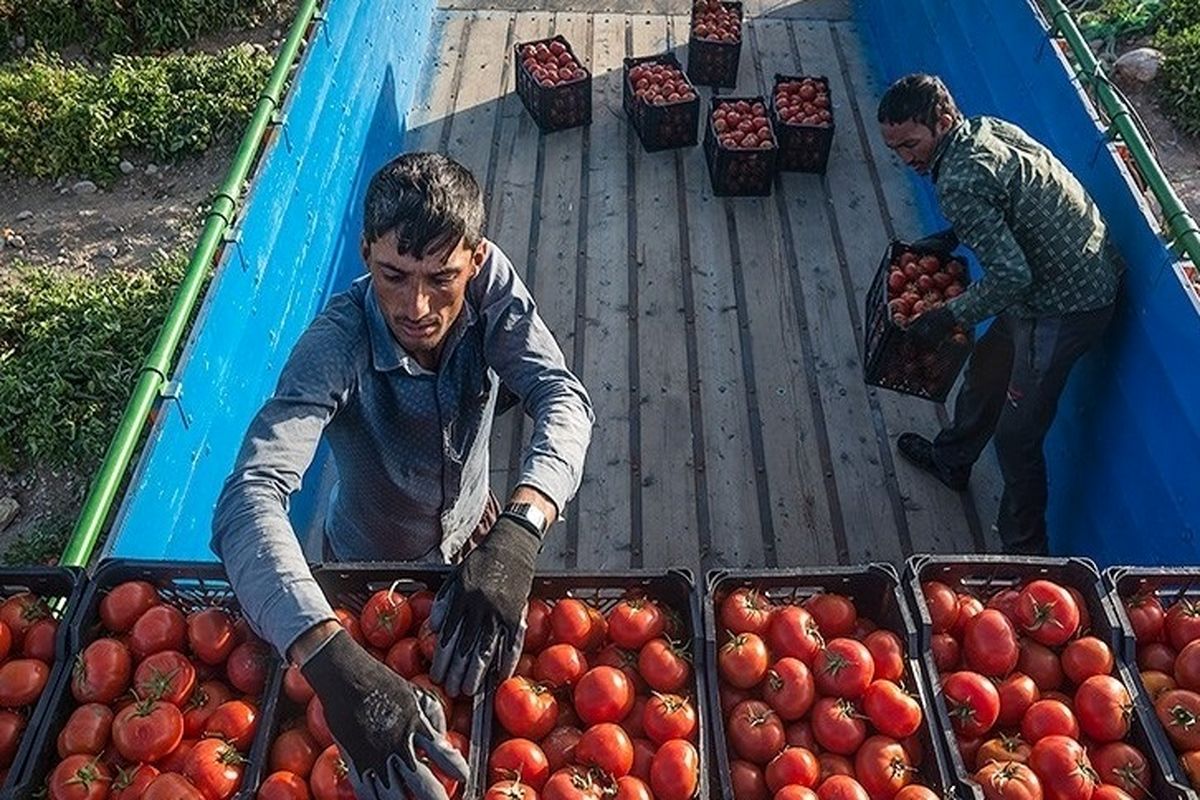 تولید گوجه فرنگی اوج گرفت / قیمت هر کیلو پیاز در بازار چند؟