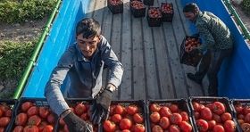 تولید گوجه فرنگی اوج گرفت / قیمت هر کیلو پیاز در بازار چند؟