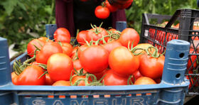 حمایت جدید دولت از تولیدکنندگان پیاز و گوجه فرنگی 