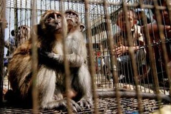 قاچاق حیوانات تجارت سیاه و زجرآور