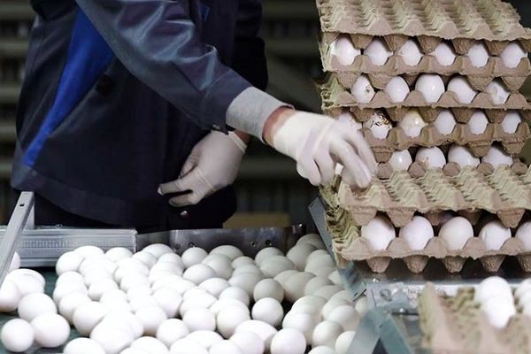 صادرات عجیب تخم‌مرغ در 2 ماه گذشته