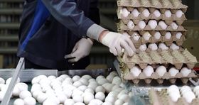 صادرات عجیب تخم‌مرغ در 2 ماه گذشته