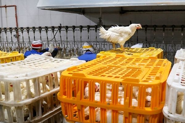 عامل تعیین قیمت مرغ در بازار چیست / برنامه مهم برای بازار مرغ