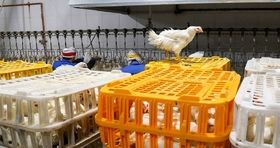 عامل تعیین قیمت مرغ در بازار چیست / برنامه مهم برای بازار مرغ