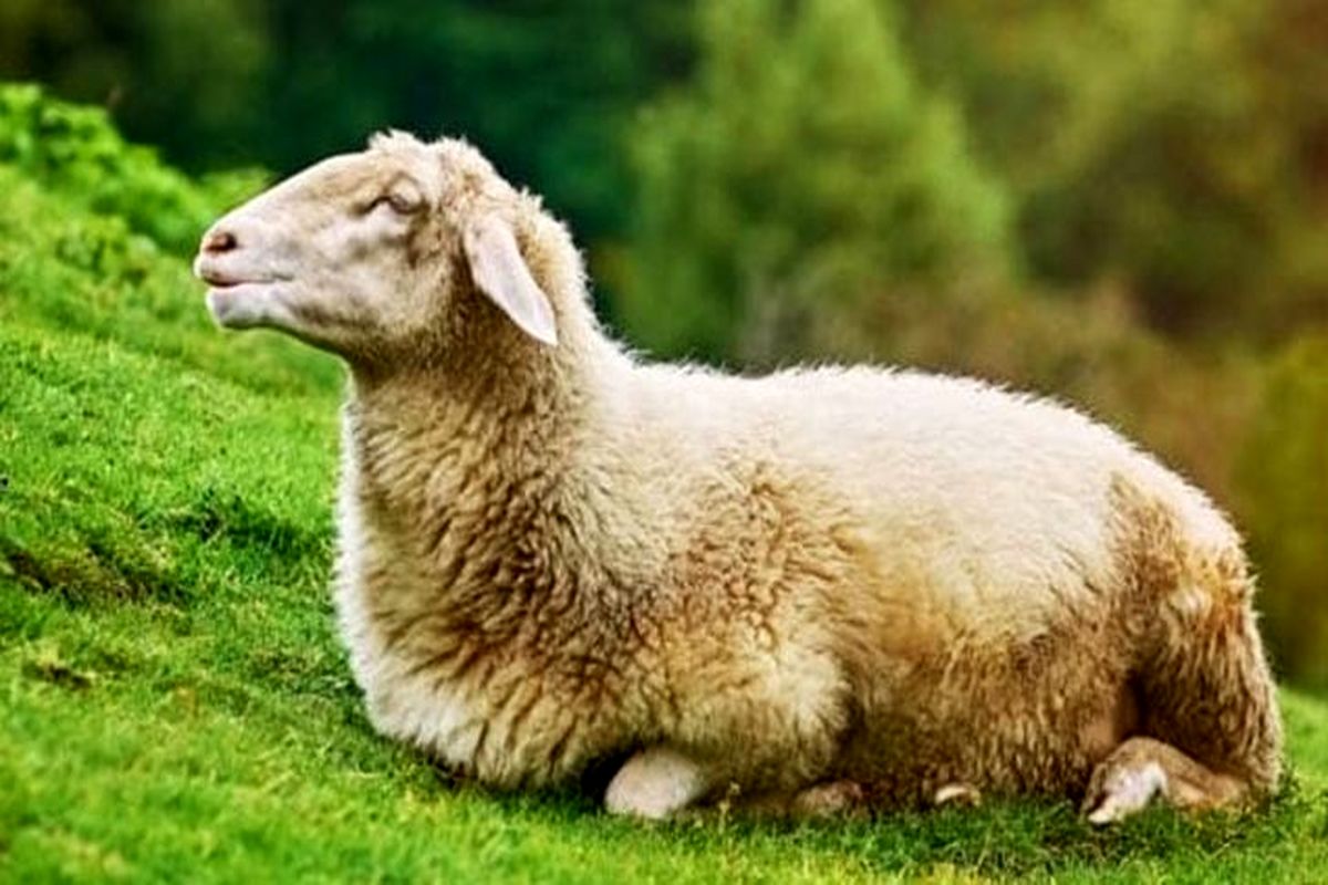نرخ مصوب هرکیلو گوسفند زنده برای عید قربان اعلام شد